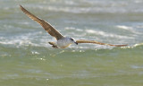 MedelhavstrutYellow-legged Gull(Larus michahellis)