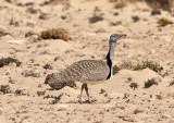 kentrapp<br/>Houbara Bustard<br/>(Chlamydotis undulata fuertaventurae)