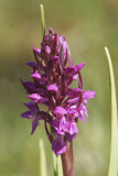 Blodnycklar<br/>Flecked Marsh orchid<br/>Dactylorhiza Incarnata