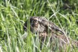 Flthare<BR/>European Hare <BR/>(Lepus europaeus)