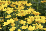 Kabbleka<br/>Marsh-marigold<br/>Caltha palustris