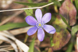 Blsippa<br/>Liverleaf <br/>Hepatica nobilis