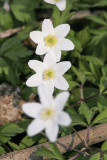 Vitsippa<br/>Wood Anemone<br/>Anemone nemorosa