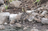 Wilsonbeckasin<br/>Wilsons Snipe<br/>(Gallinago delicata)