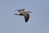 Medelhavstrut (Atlantis)<br/>Yellow-legged Gull (Atlantic)<br/>(Larus michahellis atlantis)