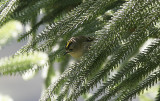 Kungsfågel (inermis)Goldcrest (Western Azores) Regulus regulus inermis