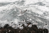 Kentsk tärna<br/>Sandwich Tern<br/>Thalasseus sandvicensis