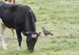 Ormvråk (Azores)<br/>Common Buzzard (Azores)<br/>Buteo buteo rothschildi