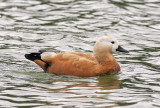 Rostand<br/>Ruddy Shelduck<br/>Tadorna ferruginea