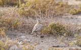 Härfågellärka<br/>Greater Hoopoe-Lark<br/>Alaemon alaudipes