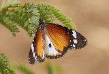 Monarkfjäril<br/>Monarch<br/>Danaus plexippus