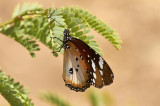 Monarkfjäril<br/>Monarch<br/>Danaus plexippus