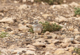 Härfågellärka<br/>Greater Hoopoe-Lark<br/>Alaemon alaudipes