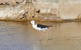 Styltlpare<br/>Black-winged Stilt<br/>Himantopus himantopus