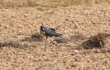 Ökenkorp<br/>Brown-necked Raven<br/>Corvus ruficollis