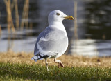 Grtrut<br/>European Herring Gull<br/>Larus argentatus