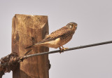 Tornfalk<br/>Lesser Cape Verde Kestrel<br/>Falco tinnunculus neglectus