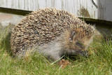 Vsteuropeisk igelkott<br/>Western European Hedgehog<br/>Erinaceus europaeus