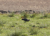 Bronsibis<br/>Glossy Ibis<br/>Plegadis falcinellus