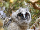 Hornuggla<br/>Long-eared Owl<br/>Asio otus
