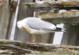 Fiskms<br/>Mew gull<br/>Larus canus