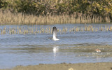 Gluttsnppa<br/>Common Greenshank<br/>Tringa nebularia