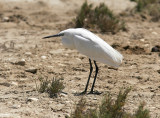 SilkeshägerLittle Egret(Egretta garzetta)