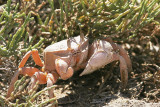 Krabba<br/>Crab