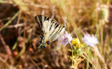 Seglarfjäril<br/>Scarce Swallowtail<br/>Iphiclides podalirius