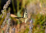 Makaonfjril<br/>Old World Swallowtail<br/>Papilio machaon