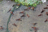 Flodkrfta<br/>European Crayfish<br/>Astacus astacus