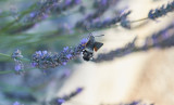 Större dagsvärmare<br/>Hummingbird Hawk-moth<br/>Macroglossum stellatarum