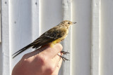 Gulrla<br/>Western Yellow Wagtail<br/>Motacilla flava