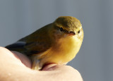 Lvsngare<br/>Willow Warbler<br/>Phylloscopus trochilus