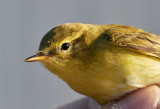 Lvsngare<br/>Willow Warbler<br/>Phylloscopus trochilus
