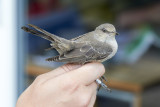 Hksngare<br/>Barred Warbler<br/>Sylvia nisoria
