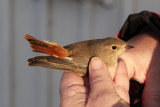 Rdstjrt<br/>Common Redstart<br/>Phoenicurus phoenicurus