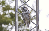 Hkuggla<br/>Northern Hawk Owl<br/>Surnia ulula