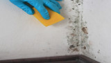 mold_cleaning.jpg