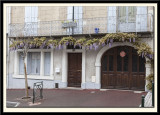 Wisteria in flower