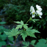 White Monkshood 1