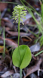 Green Adder's Mouth Orchid 1