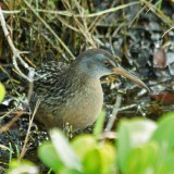 Clapper Rail 2