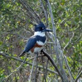 Belted Kingfisher 3 - Female