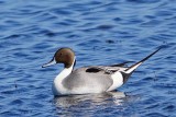 Northern Pintail 1 - male