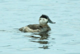Ruddy Duck 2 - female