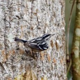 Black and White Warbler 1