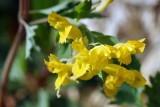 Yellow Fumewort 2  aka Yellow Corydalis