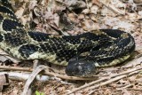 Timber Rattlesnake 6