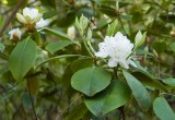 Carolina Rhododendron 2